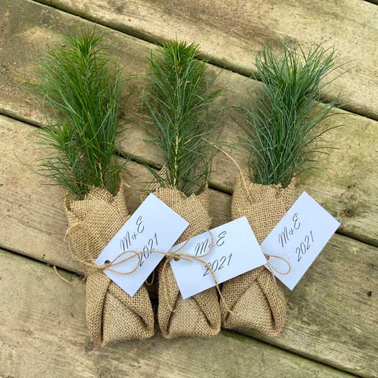 Pineneedlefarms promotional seedlings 2022 Pineneedlefarms promotional seedlings 2022