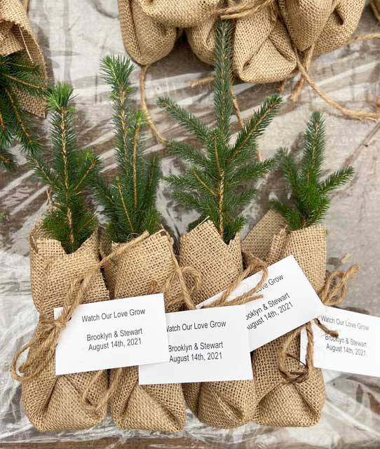 White Spruce Promotional Seedlings